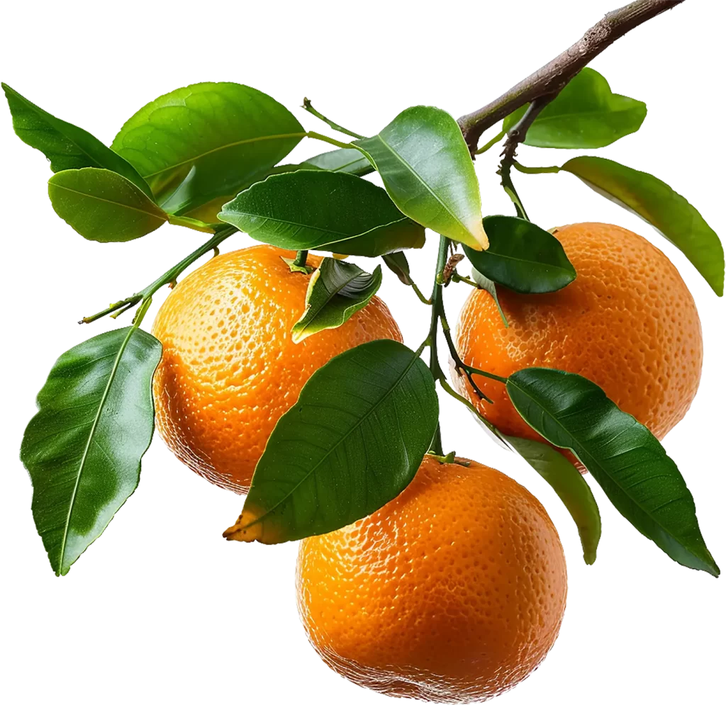Frutas Hortfruti Cantu Alimentos